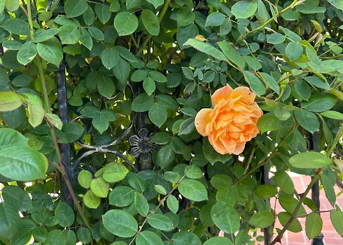 Apartamento Passat12 *